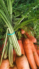 fresh orange carrot © Paulina