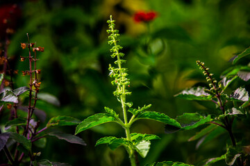 close up of a wild flower