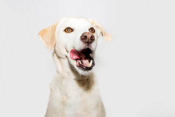 funny labrador retriever licking its nose with tongue out. Isolated on gray background.
