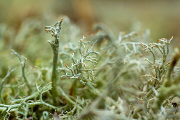 Colony of gray lichens (Cladonia rangiferina) in a pine forest. Photo of a lichen close-up.