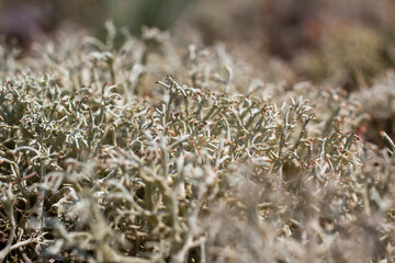 Colony of gray lichens (Cladonia rangiferina) in a pine forest. Photo of a lichen close-up.