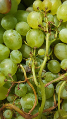 green ripe grapes