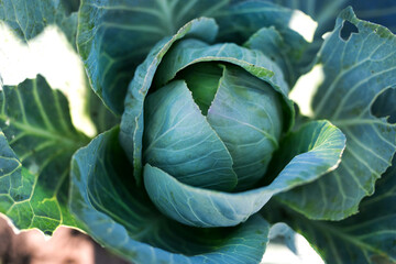 Obraz premium delicious beautiful cabbage grows in the garden. country house, children, harvest. Cabbage and rabbit. Easter bunny. children's hands hug a swing of cabbage. baby feet in a cabbage field