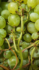 green ripe grapes