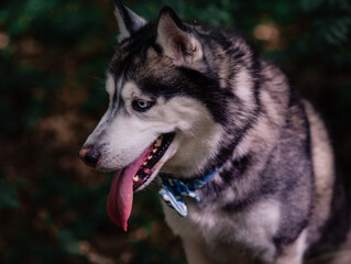 dog walking in the forest