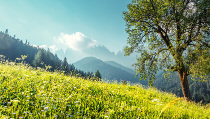 Impressive mountain valley in sunny day. Natural summer landscape for design. scenic image with mountain hills, forest and fresh green grass and blooming flowers in front. beautiful nature scenery.