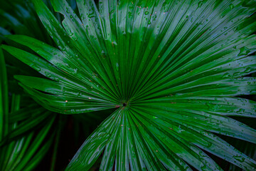 green palm leaf