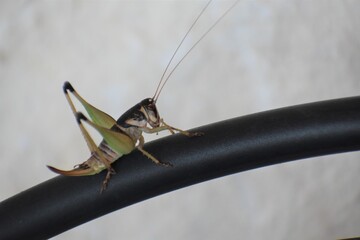 close up of a big grasshopper