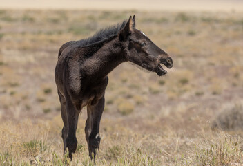 Cute Wild Horse Foal in the Utah Desert