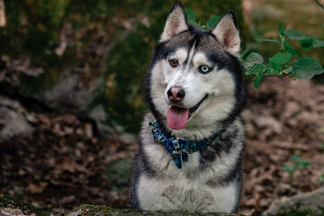 dog walking in the forest