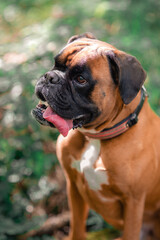 dog walking in the forest