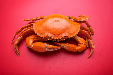 A cooked red sturgeon crab on a red background