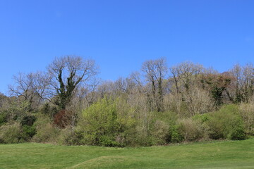 trees in the field