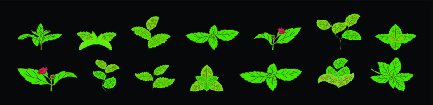 set of stevia cartoon icon design template with various models. vector illustration