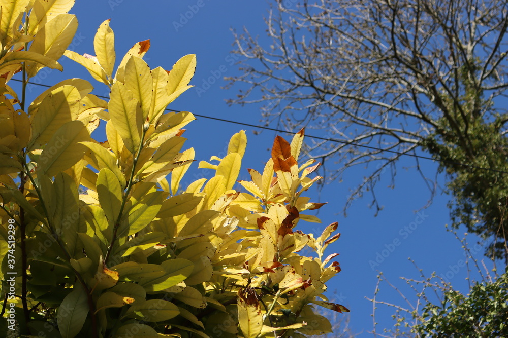 Wall mural yellow leavesagainst blue sky