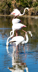 4 Flamants Camargue