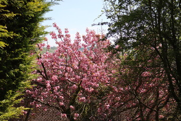 cherry blossom in spring