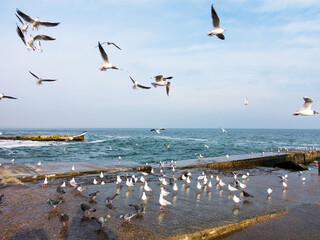 Seascape. Old stone pier with sitting standing seagulls and blue sea water.