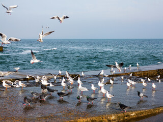 Seascape. Old stone pier with sitting standing seagulls and blue sea water.