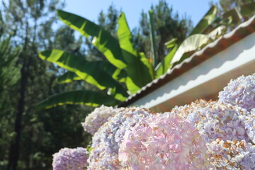 flowers in the garden