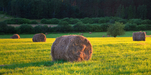 Pora Sianokosów Na Polskich Polach  © Wojciech Lisiński