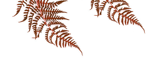 Autumn dry red fern leaves isolated on a white background.
