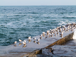 Seascape. Old stone pier with sitting standing seagulls and blue sea water.