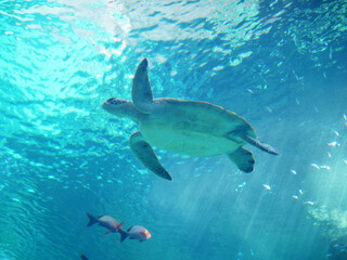 Sea turtle in aquarium