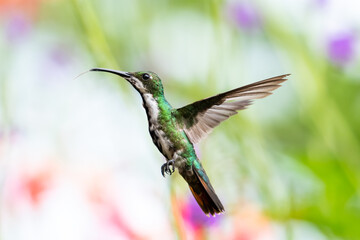 Fototapeta na wymiar A female Black-throated Mango hummingbird hovering with a blurred background. Hummingbird in a garden. Brightly colored bird, bird in natural surroundings, Isolated hummingbird