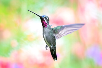 A Long-billed Starthroat hummingbird hovering in the air with a pastel background. Humminbird in flight. Bird in a garden. Humminbird with natural surroundings. Brightly lit bird in wild.