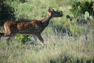 close up portrait of a young Axis buck