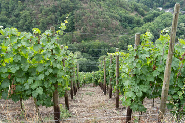 Fototapeta na wymiar Green unripe grapes on a vine with leaves in a vinyard Vitis vinifera