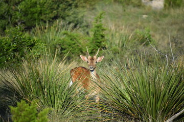 close up portrait of a young Axis buck