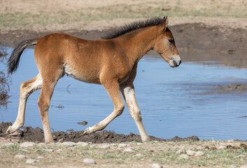 Naklejka na ściany i meble Cute Wild Horse Foal in the Utah Desert