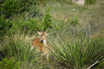 close up portrait of a young Axis buck