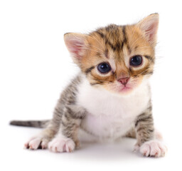 Kitten on white background.