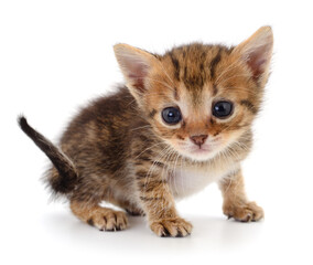 Obraz premium Kitten on white background.