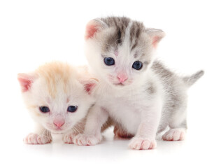 Two small kittens.