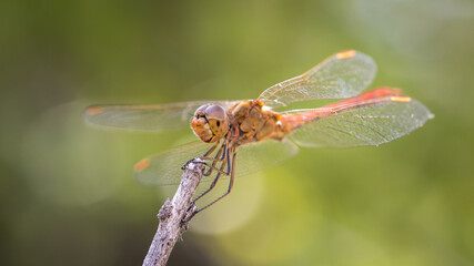 Orange dragonfly resting during hot summer day