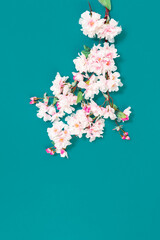 Pink sakura or cherry flowers branch in bloom on teal background. Spring and purity concept. International womens or Mothers Day greeting card
