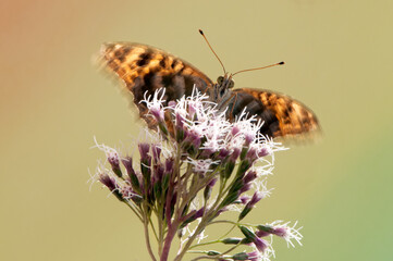 Butterfly Argynnis paphia flaps its wings on flower on a summer day in the garden