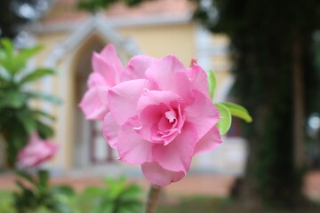 pink flower in garden