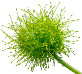 Très jeune fruit de passiflore poc-poc, fond blanc 