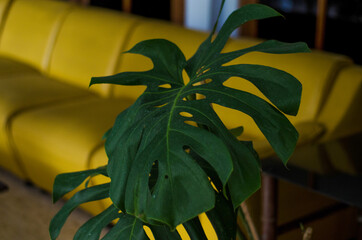 Monstera green leaves or Monstera Deliciosa in dark tones, Philodendron monstera textures