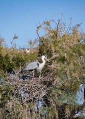 Heron cendré nid