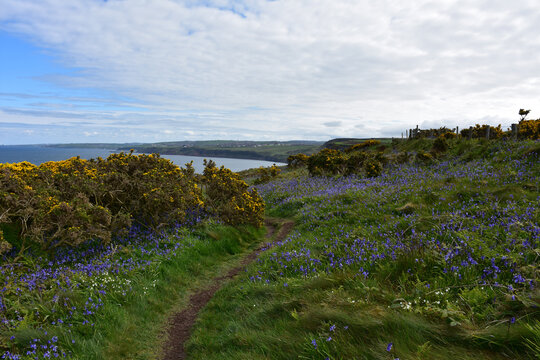 Gorgeous Blooming Wildflowers Along the Sea Cliffs in England
