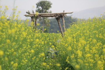 Mustard field with wooden watchtower
