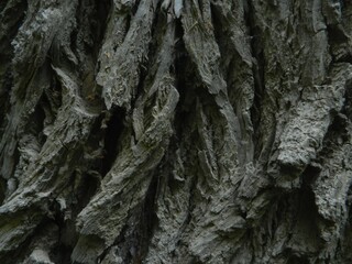 Красивая поверхность коры старого дерева. Крупный план. Текстура хорошо видна.