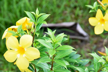 Beautiful blooming yellow flowers on blurred background
