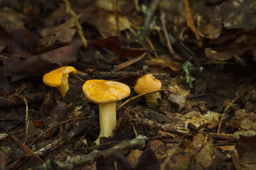 Beautiful chanterelle mushrooms in the forest. Shallow depth of field (DOF)